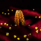 Shangri Gold-Plated Textured Bangle Set